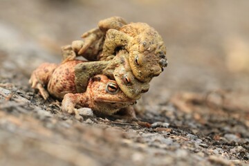 Mating common toads on the ground, European toad in the natural environment. Bufo bufo. Wildlife in Czech.