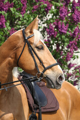 Obraz premium Nice czech warmblood in front of flowering pipe-tree