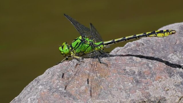 Green snaketail (Ophiogomphus cecilia), dragonfly shaking head