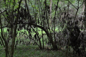 Sumpf Landschaft im Congaree National Park, South Carolina
