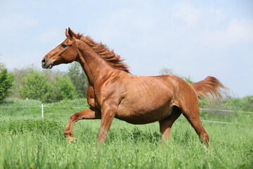Fototapeta na wymiar Budyonny horse running in spring