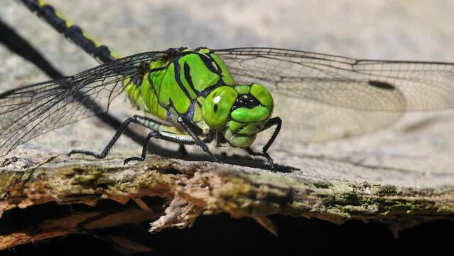 Green snaketail (Ophiogomphus cecilia), dragonfly shaking head
