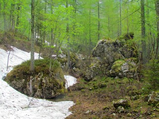 Mountain larch (Larix decidua) forest at the start of the growing season with the ground still...