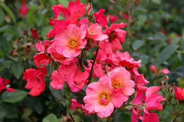 red old fashioned roses in the garden