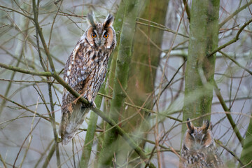 resting place Long-eared Owl in the wooden wall
