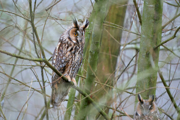 resting place Long-eared Owl in the wooden wall
