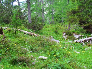 Mountain larch forest with flowers including globeflower (Trollius europaeus) in the undergrowth...
