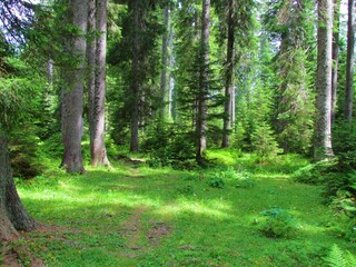 Spruce (Picea abies) forest in Pokljuka Slovenia with sun shining on the forest floor