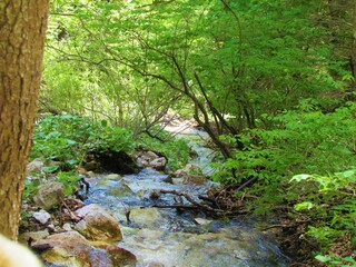 Mountain stream with riverside vegetation growing above the stream and spruce (Picea abies) growing on the side and butterburs (Petasites) growing on the bank