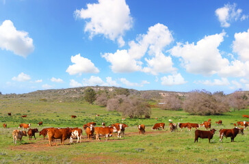 Israel meadow panoramic landscape with cows grazing