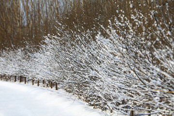 Neatly arranged woods in winter
