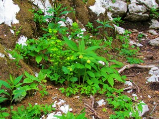 Garden of drooping bittercress (Cardamine enneaphyllos) and spurge (Euphorbia spp.) plants in the...