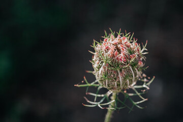 close-up of a summer plant, wild carrot