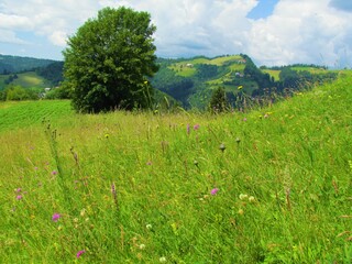 Colorfull grassland full of pink and yellow flowers with a lone tree growing in the middle and hills covered with farmland and woods in the background in Gorenjska region of Slovenia