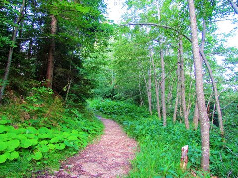 Forest path surrounded by lush vegetation consisting mostly of butterburs (Petasites spp) and a row of grey alder trees (Alnus incana) above Jezersko in Slovenia