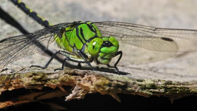 Green snaketail (Ophiogomphus cecilia), dragonfly on wood in river