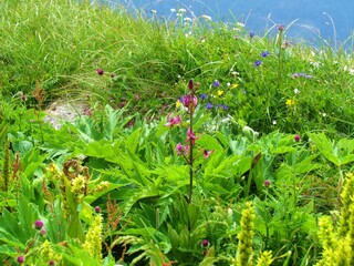 Martagon lily (Lilium martagon) just starting to open its flowers growing on a mountain meadow in Julian alps and Triglav national park in Slovenia