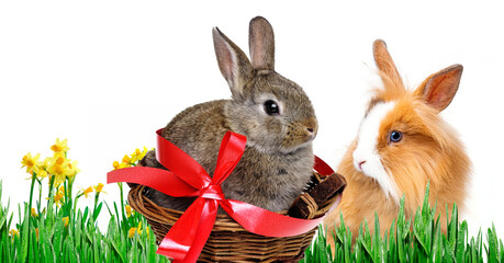 little baby rabbit sitting on a white background