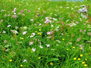Colorful mountain meadow full of white, pink and yellow flowers including Heracleum austriacum and...