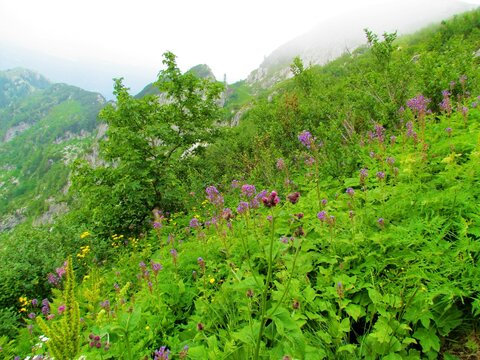 Colorful alpine meadow full of tall blooming pink alpine blue-sow-thistle (Cicerbita alpina) and yellow flowers with a mountain ridge in the back at Crna prst in Julian alps in Slovenia