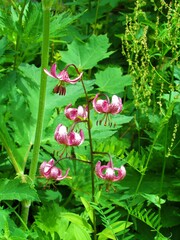 Obraz premium Close up of martagon lily (Lilium martagon)