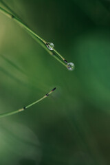 drops of dew on the grass