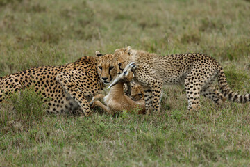 mother cheetah and her cubs feeding on a freshly killed gazelle