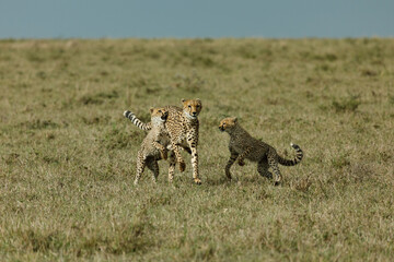 cheetah cubs playing on the savannah
