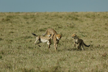 Naklejka na ściany i meble cheetah cubs playing on the savannah
