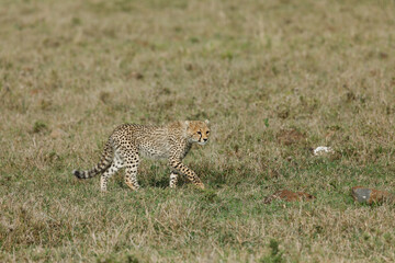 cheetah cub on the savannah