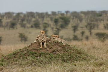 A mother cheetah and her cubs surveying the savannnah