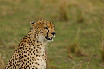 cheetah on the savannah