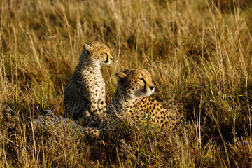 mother cheetah and her cub in the savannah grasses