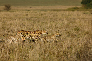 A mother cheetah and her cubs surveying the savannnah
