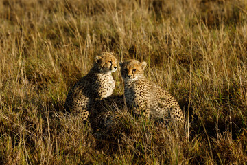 cheetah cubs on the savannah