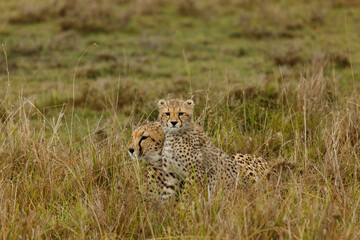Naklejka premium cheetah cubs on the 