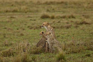 A mother cheetah and her cubs surveying the savannnah