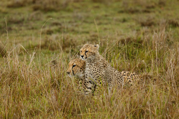 A mother cheetah and her cubs surveying the savannnah