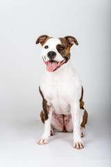 American Stafford terrier dog portrait isolated on the background in the studio. Indoor puppy photography concept. Happy dog posing.