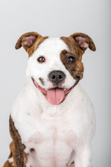 American Stafford terrier dog portrait isolated on the background in the studio. Indoor puppy photography concept. Happy dog posing.