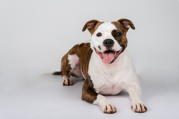 American Stafford terrier dog portrait isolated on the background in the studio. Indoor puppy photography concept. Happy dog posing.