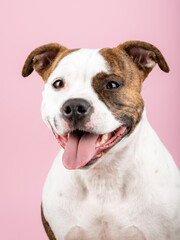 American Stafford terrier dog portrait isolated on the background in the studio. Indoor puppy photography concept. Happy dog posing.