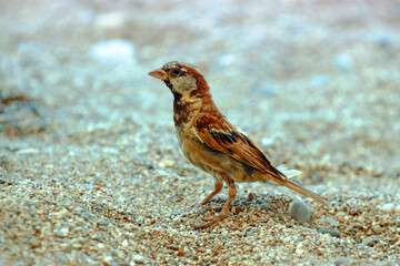Bird. House Sparrow (Passer domesticus) Mediterranean Coast, Turkey