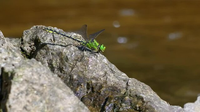 Green snaketail (Ophiogomphus cecilia), dragonfly on rock in river