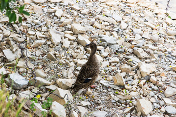 One Duck walk on lake Abrau.