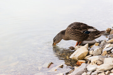One Duck on lake Abrau.
