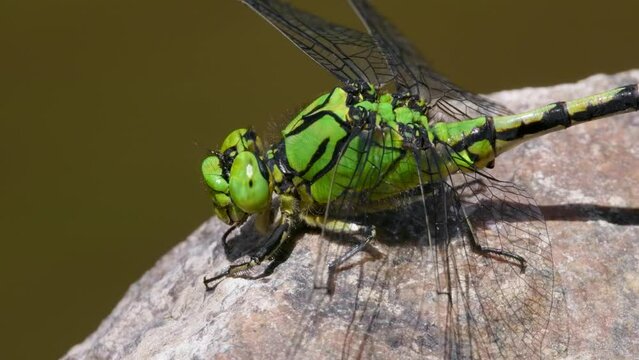 Green snaketail (Ophiogomphus cecilia), dragonfly on rock in river