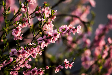 Fototapeta na wymiar peach blossoms 11