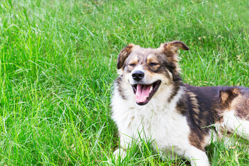 One stray russian dog lying on green lawn outdoor