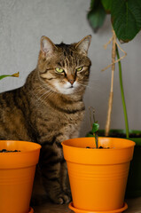 Brown striped cat with green eyes sits between pots of flowers. Funny cat wants to harm and eat...